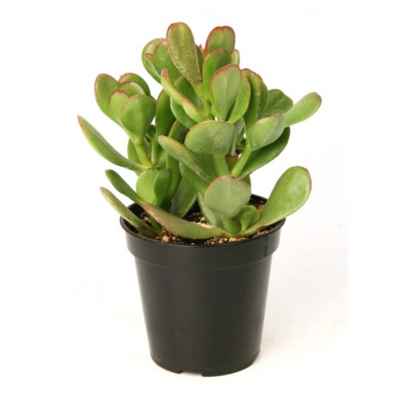 Jade Plant-Craussula Ovata Succulent